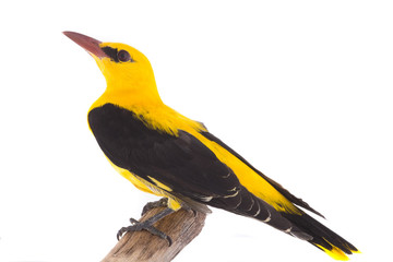 Eurasian Golden Oriole (Oriolus oriolus)