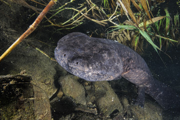 Japanese Giant Salamander Living in Rivers of GIfu, Japan