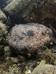 Japanese Giant Salamander Living in Rivers of GIfu, Japan