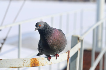 Photo of a macro sunlit funny dove