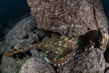 North Pacific Giant Octopus in Japan