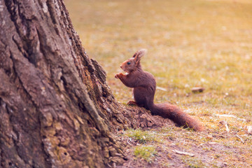 squirrel eating in forest