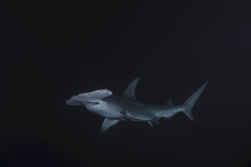 Night Diving with Hammerhead Shark in Bahamas - obrazy, fototapety, plakaty
