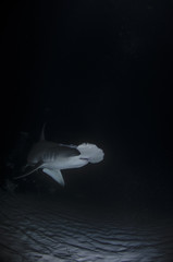Naklejka na ściany i meble Night Diving with Hammerhead Shark in Bahamas