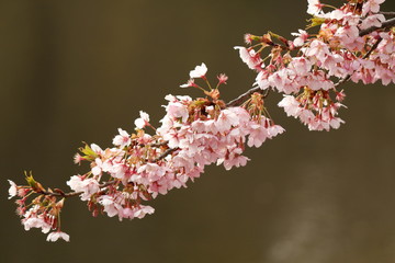 桜