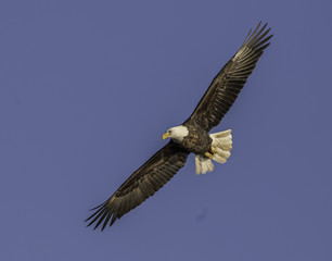 Baldeagle