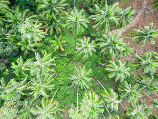 Aerial view of palm tree forest, closeup