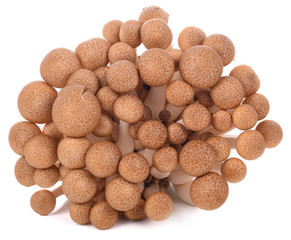 Brown beech mushrooms isolated on white background