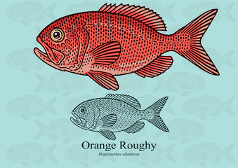 Orange Roughy. Vector illustration with refined details and optimized stroke that allows the image to be used in small sizes (in packaging design, decoration, educational graphics, etc.)