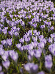 Obraz premium colorfull tulips and other flowers fields. selective focus used.