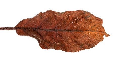 old dry apple leaf. Isolated on white background