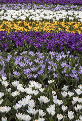 colorfull tulips and other flowers fields. selective focus used.