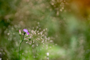 Flowers green background blur.