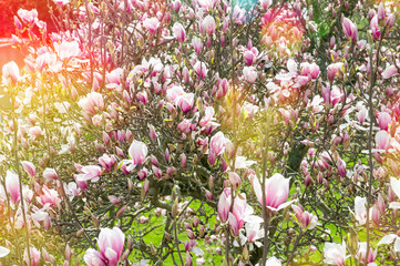 Magnolia tree Spring flowers blossoming Vintage toned