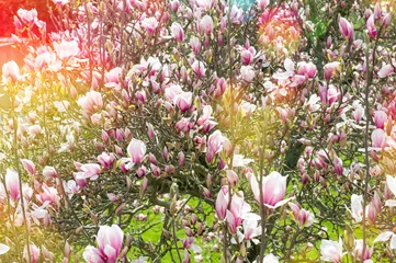 Papier Peint photo autocollant Magnolia Magnolia tree Spring flowers blossoming Vintage toned