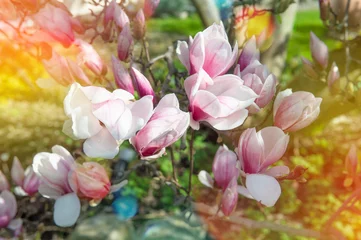 Fototapete Magnolie Blühender Magnolienbaum Frühlingsblumen Vintage getöntes Bild