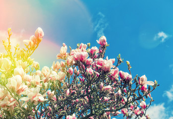 Floraison magnolia arbre fleurs de printemps bleu ciel aux tons vintage