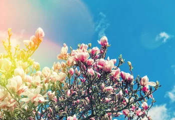 Crédence de cuisine en verre imprimé Magnolia Floraison magnolia arbre fleurs de printemps bleu ciel aux tons vintage