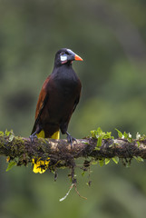 Montezuma Oropendola - Psarocolius montezuma, beautiful brown bird from Central America forest, Costa Rica.