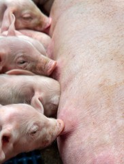 Pigs breeding. Piglets in stable lactating. Nursing. Suckling © A