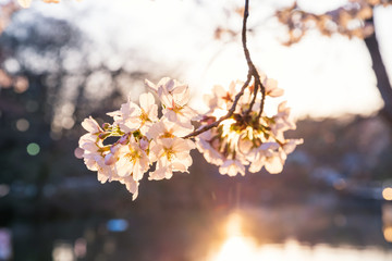 夕日に染まる井の頭池の桜