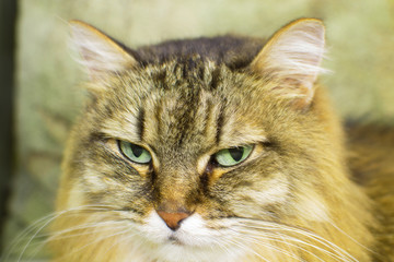 Fototapeta premium portrait of a cat