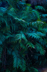 Plante exotique 