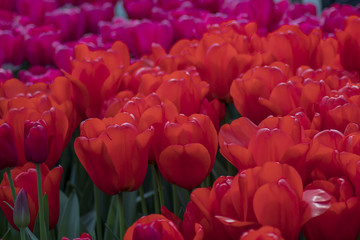 colorfull tulips and other flowers fields. selective focus used.