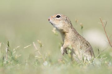 Cute European ground squirrel standing and watching on a field of green grass,Spermophilus citellus