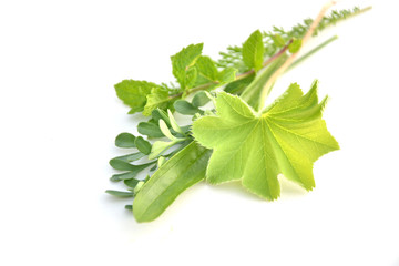 Fresh herbs on white background