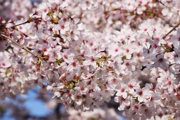 Cherry blossoms background and texture