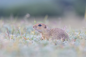 Cute European ground squirrel standing and watching on a field of green grass,Spermophilus citellus