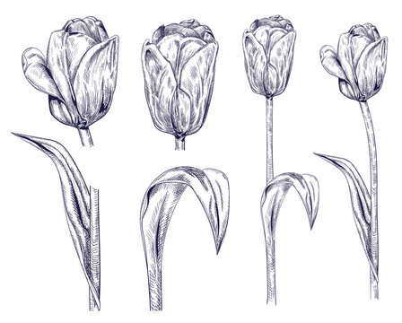 Set of tulips: dark monochrome contour of flowers, leaves, stems on white background. Botanical illustration for design, hand draw in engraving sketch vintage style, vector