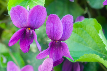 Viola