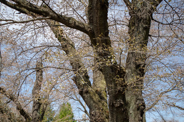 Obraz premium 桜