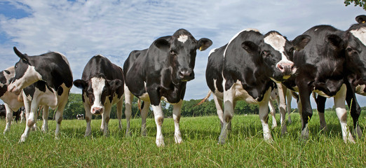 Cows in Dutch meadow