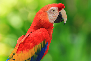 Beautiful bird, Red-and-green Macaw,Greenwinged macaw, parrot