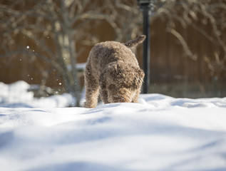 Obraz premium Brown curly haired dog digging the snow outdoors on a sunny day.