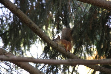 Squirrel on tree