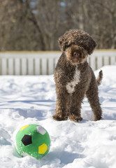 Brown curly haired dog with a ball outdoors in the winter. Snowy ground. Focus point on the nose. Dog breed is lagotto romagnolo.