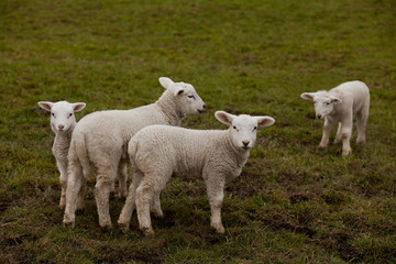 vier wei&szlig;e L&auml;mmer auf einer Weide