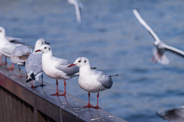 Fototapeta premium 浅草 隅田公園に集まるユリカモメ