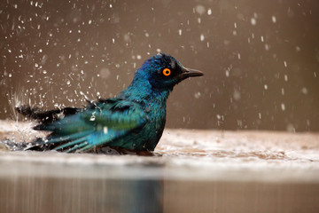 The Cape starling, red-shouldered glossy-starling or Cape glossy starling (Lamprotornis nitens) bathed in pond.