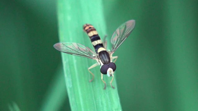 Hoverfly, Sphaerophoria Rueppellii, fly hovering or nectaring, macro view a insect