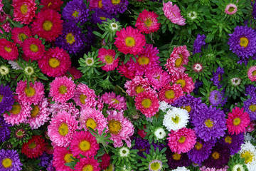 Close up background of colorful aster flower heads - obrazy, fototapety, plakaty