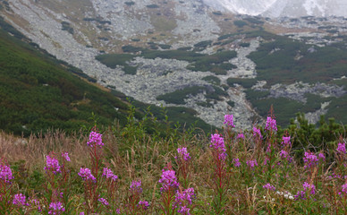 Beautiful mountain landscape with fireweed