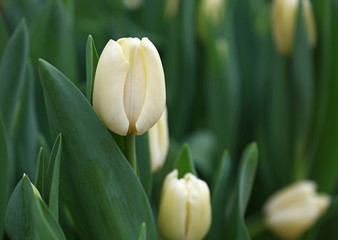 White fresh tulip flowers with green leaves