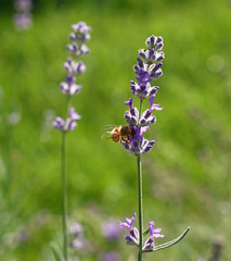 Close up honey bee on purple lavender flower