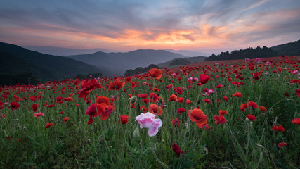 天空を彩るポピー