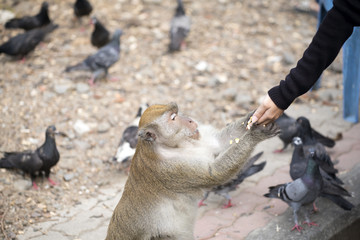 Monkeys waiting to receive food from the  human have hope   